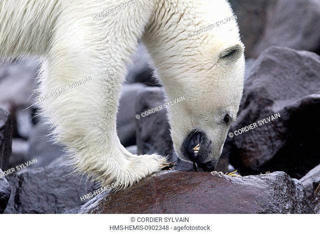 Norway, Svalbard, Spitsbergern, Polar Bear (Ursus maritimus) on the ground, eating pieces of a Brunnich's Guillemot (Uria lomvia)
