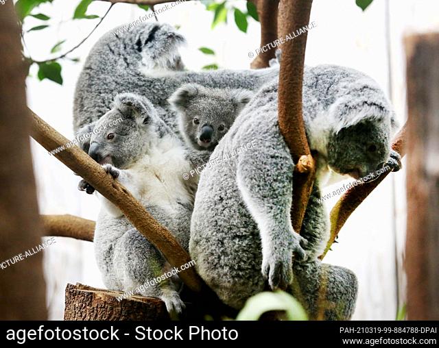 15 March 2021, North Rhine-Westphalia, Duisburg: Koala baby Eerin (M) sits with brother Tarni (l) and mothers Eova (back l) and Gooni in a branch fork