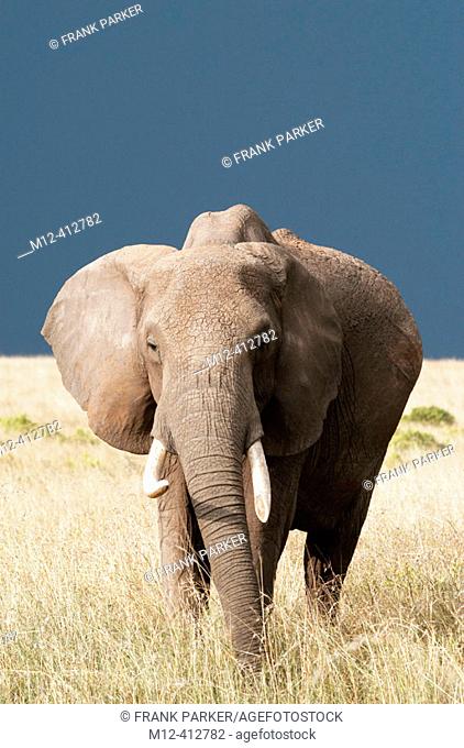 Elephant on plains, with storm approaching from rear