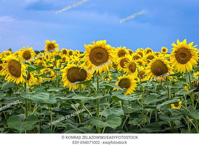 Sunflowers on large field in Moldova
