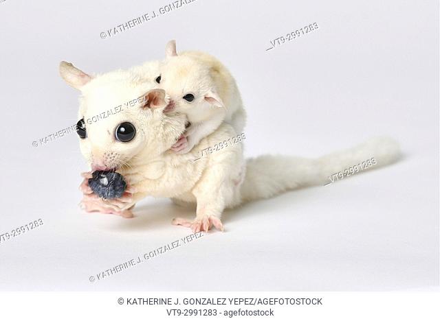 Stock Photo - Sugar Glider eating a blueberry with baby
