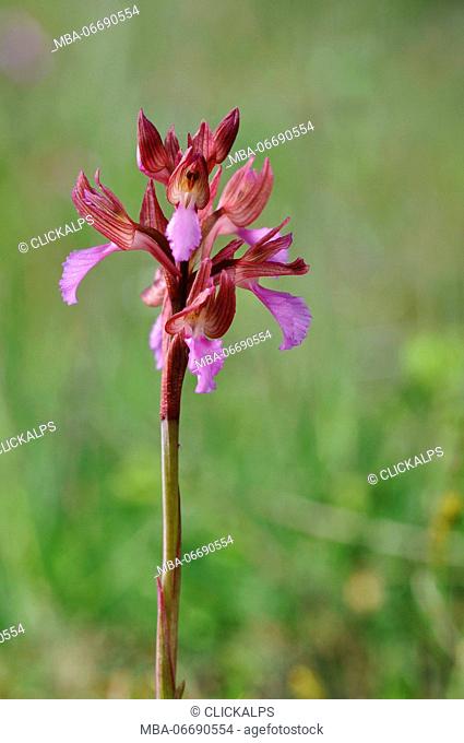 Wild orchid, Anacamptis papilionacea