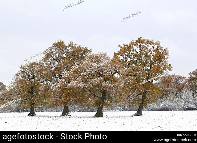 English oaks (Quercus robur) covered with hoarfrost and snow, still leafy, Schleswig-Holstein- Germany