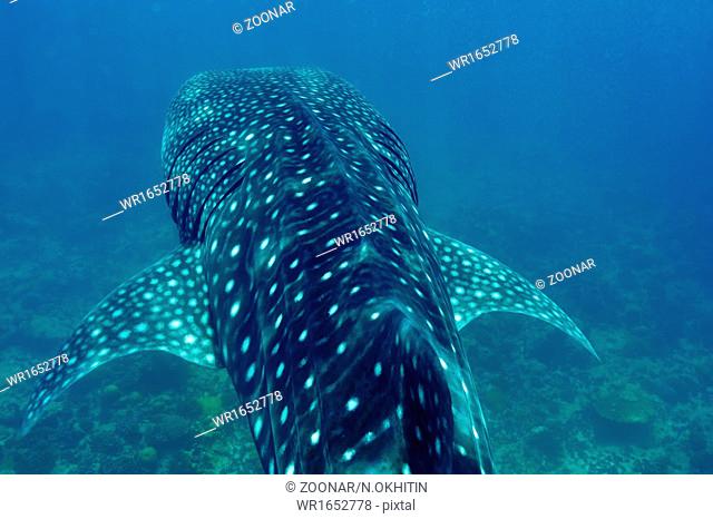 Whale Shark swimming in crystal clear blue waters at Maldives