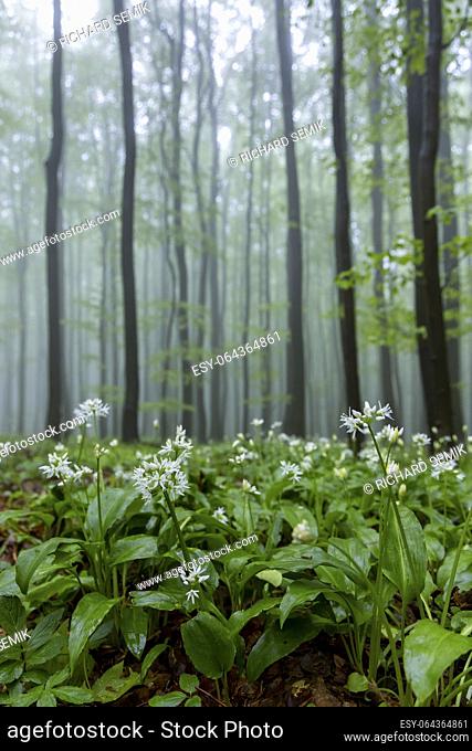 bears garlic, spring beech forest in White Carpathians, Southern Moravia, Czech Republic