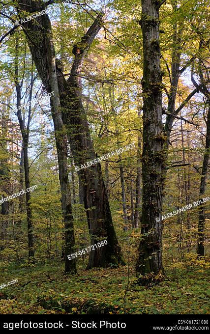Oak and hornbeam deciduous stand in fall, Bialowieza Forest, Poland, Europe