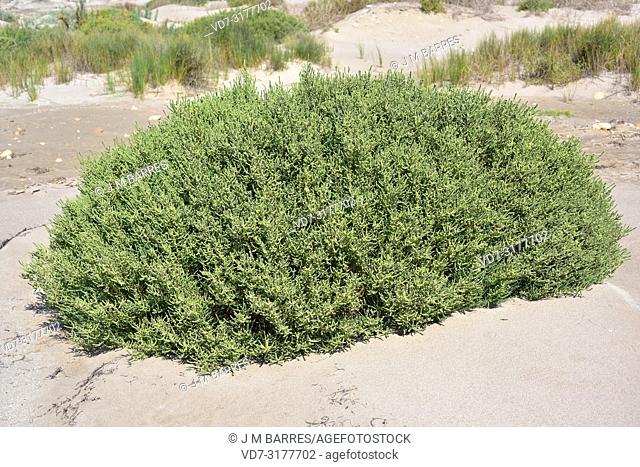 Glasswort, saltwort or samphire (Sarcocornia fruticosa, Salicornia fruticosa or Arthrocnemum fruticosum) is an halophyte shrub native to Mediterranean Basin...