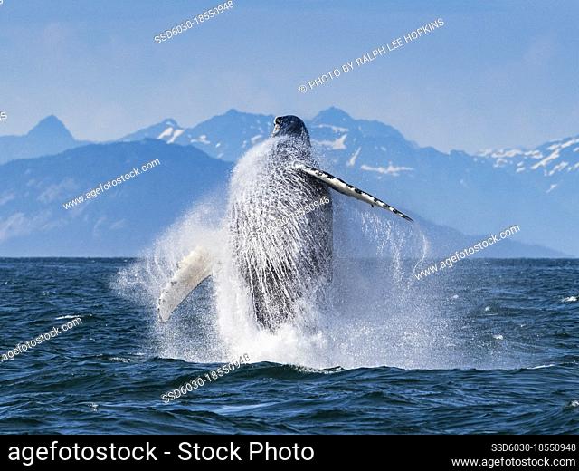 Sequence 3, Breaching Whale, Humpback Whale (Megaptera novaeangliae) jumps above the water in Icy Strait, Alaska's Inside Passage
