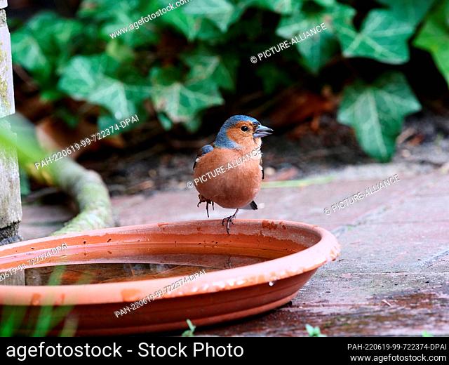 12 April 2022, Berlin: 12.04.2022, Berlin. A chaffinch (Fringilla coelebs) stands on the edge of a bird bath on a warm day during a drought