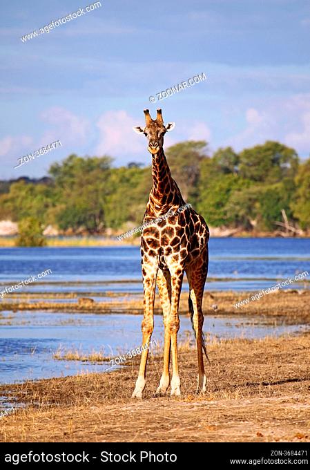 Giraffe am Chobe, Botswana; Giraffe at Chobe, Botsuana; Giraffa camelopardalis