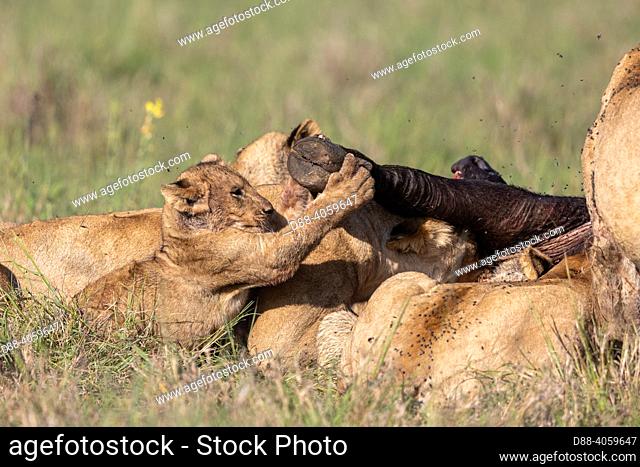 Africa, East Africa, Kenya, Masai Mara National Reserve, National Park, Lioness (Panthera leo) with youngs in savanna, playing