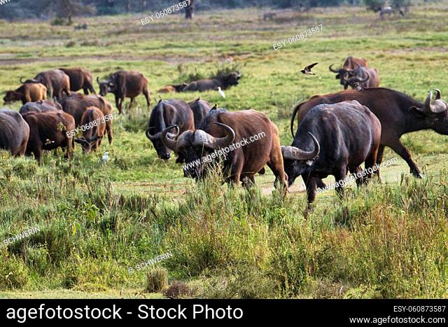 Buffalo in the National Park Tsavo East, Amboseli, Samburu, Nakuru, and Tsavo West in Kenya