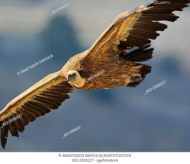 Griffon Vulture - Gyps fulvus, Crete