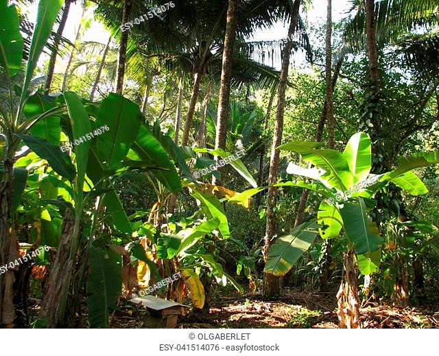 Landscape with palm trees of subtropical forest. Common Trees and other plants. India, Karnatoka