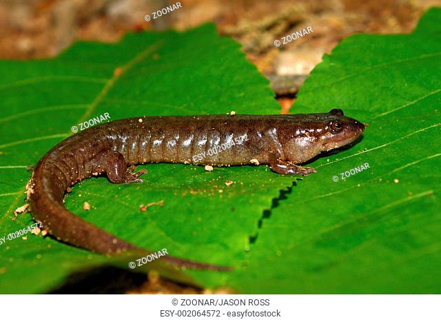 Dusky Salamander Desmognathus conanti