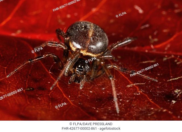 Common False Widow Spider (Steatoda bipunctata) adult female, resting on red leaf, Thirsk, North Yorkshire, England, January