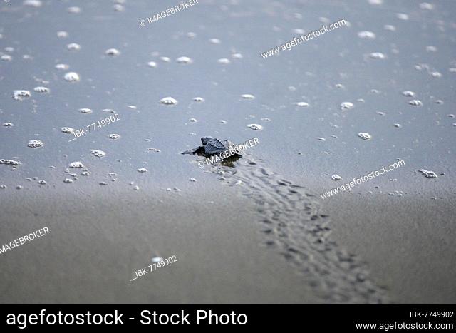 Newly hatched olive ridley sea turtle (Lepidochelys olivacea) crawls over sand towards the sea, Junquillal, Santa Cruz, Guanacaste Province, Costa Rica