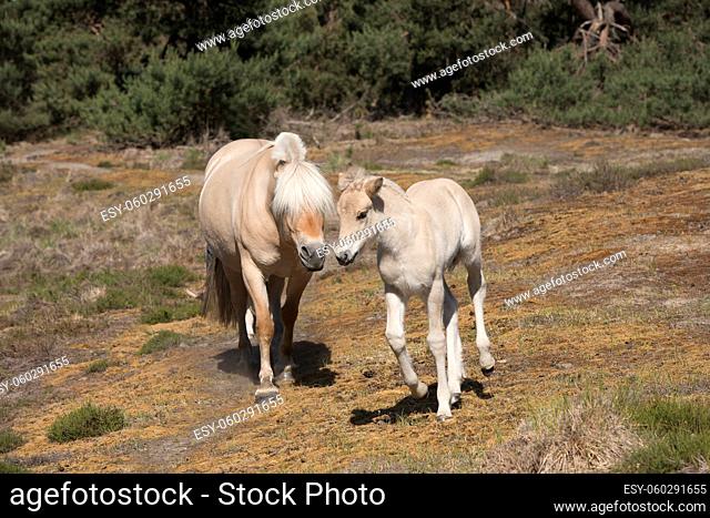 Cute young foal and mare of a Fjord horse on a sunny day