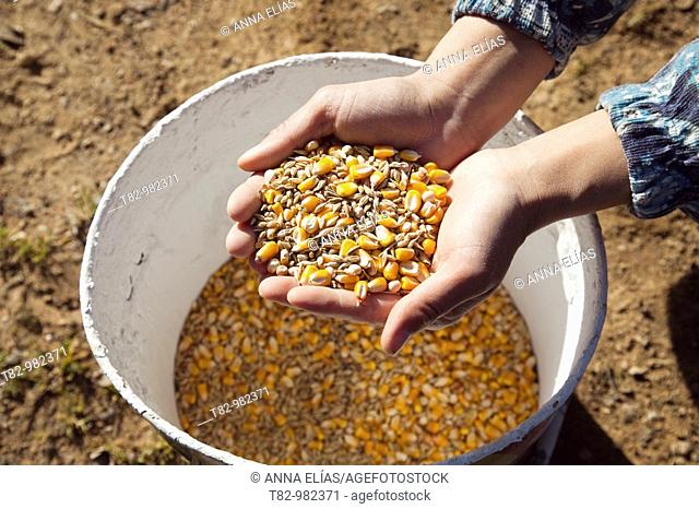 woman's hands grabbing a bucket organic maize to feed the pigs in a pig farm in Huelva ecologica, manos de mujer cogiendo maiz ecologico de un cubo para dar de...
