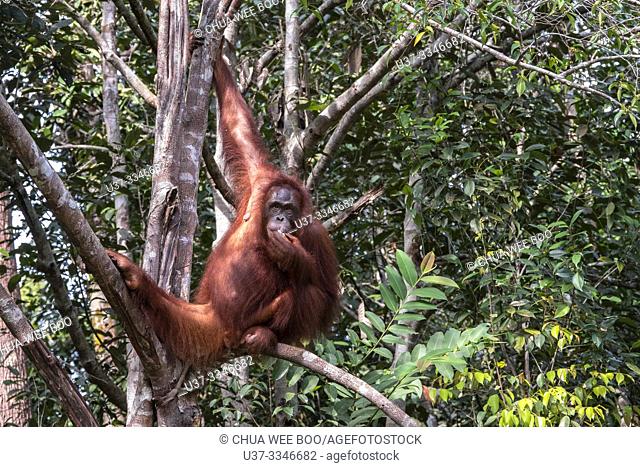 Bornean orangutan (Pongo pygmaeus), Semenggoh Rehabilitation Center, Sarawak, Borneo, Malaysia, Southeast Asia, Asia