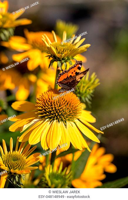 Painted Lady (Vanessa cardui), butterfly feeding on Black eyed Susan(Rudbeckia hirta), in garden