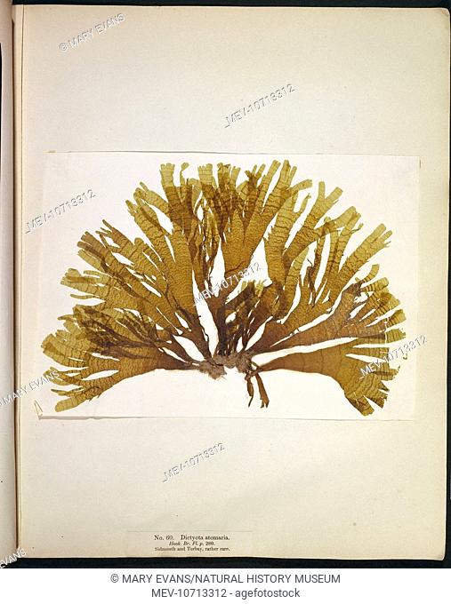 Plate 60 from 'Algae Danmonienses : or dried specimens of Marine Plants, principally collected in Devonshire' by Mary Wyatt. 1834-1840