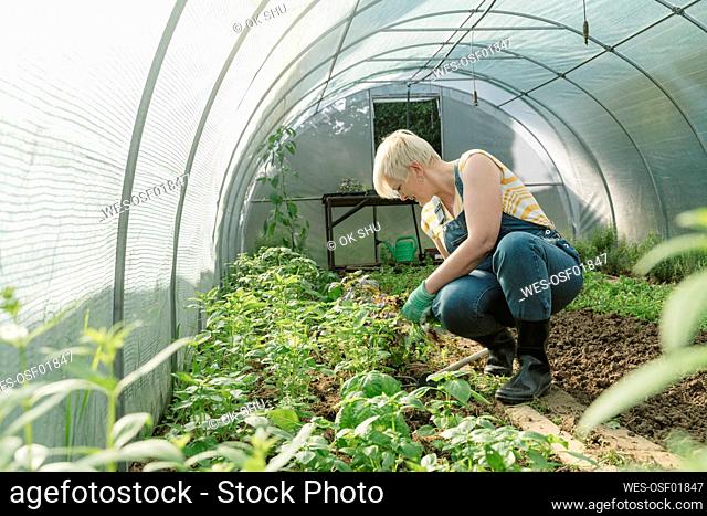 Farmer crouching near plants in greenhouse