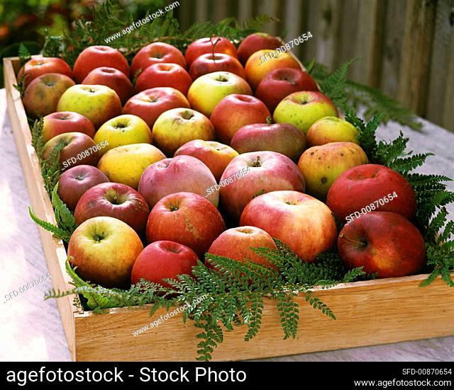 Apples in a fruit box
