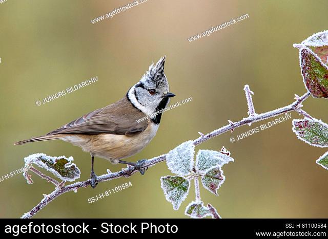 Crested Tit (Lophophanes cristatus, Parus cristatus) perched on a Brmble twig, covered in hoar-frost. Austria