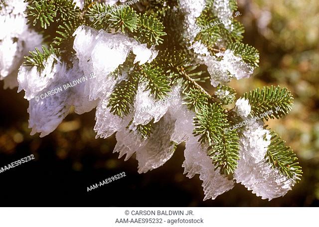 Ice on Fraser Fir Tree, (Abies fraseri), Mt. Mitchell, NC North Carolina, October