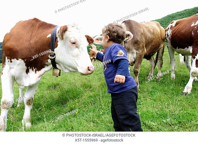 A boy in a green field with free grazing cows Photographed in Austria