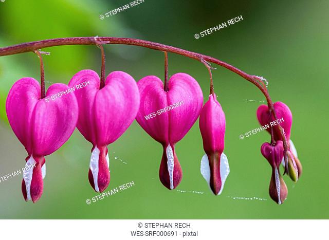 Germany, Lyre-flowers, Lamprocapnos spectabilis