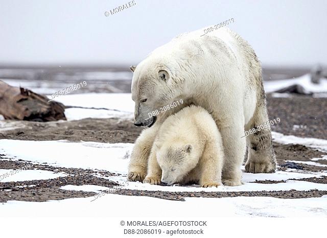United States , Alaska , Arctic National Wildlife Refuge , Kaktovik , Polar Bear( Ursus maritimus ) , mother with one cub from the year along a barrier island...