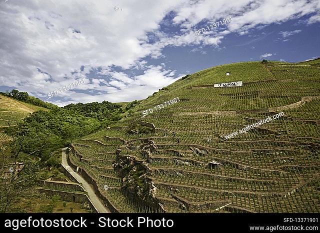 Vineyard, Chateau Ampuis, E.Guigal, Northern Rhone, France