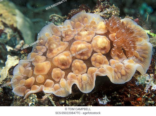 Nudibranch Chromodoris kuniei Indo Pacific