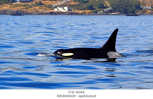 orca, great killer whale, grampus (Orcinus orca), swimming male, Canada, Victoria, Haro Strait