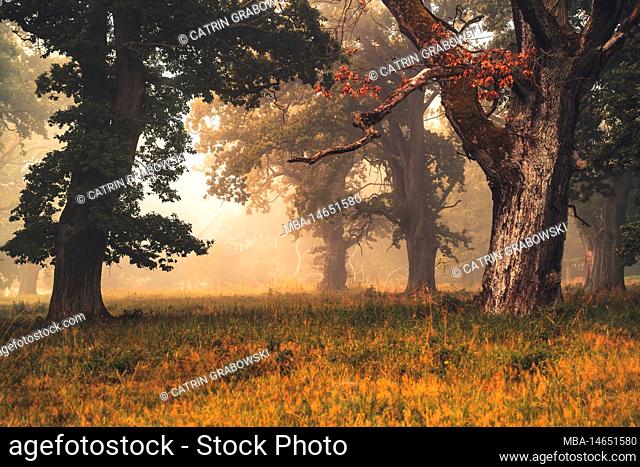 Old oak trees in the nature reserve Dönche in Kassel, autumnal, mystical atmosphere with fog, a dead oak in the foreground