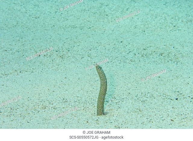 Red Sea Garden eel Gorgasia sillneri poking their heads out of the sand Dahab, Egypt