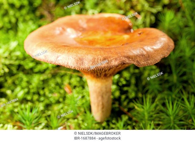 Brown roll-rim mushroom (Paxillus involutus)