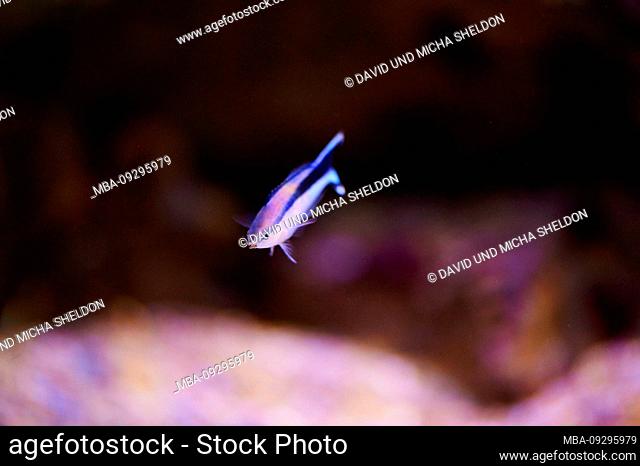 bluestreak cleaner wrasse (Labroides dimidiatus), sideways, swimming