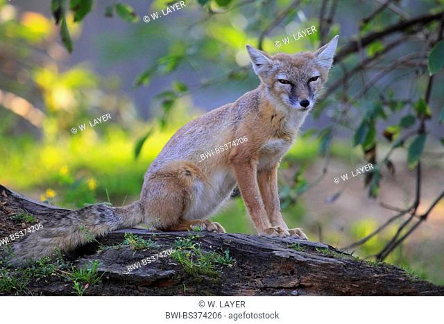 Corsac fox (Vulpes corsac), sitting on a dead tree trunk