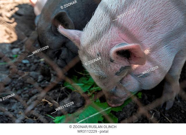 Pig on a pig farm