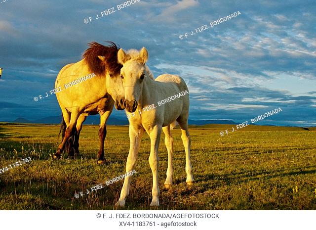 Icelandic horses at Nessbakki  South Iceland