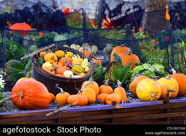 A variety of colourful pumpkins in the garden of Rivau Castle, Loire Valley, France