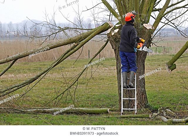 willow, osier (Salix spec.), Volunteers pruning willow trees during maintenance works in nature reserve, Belgium