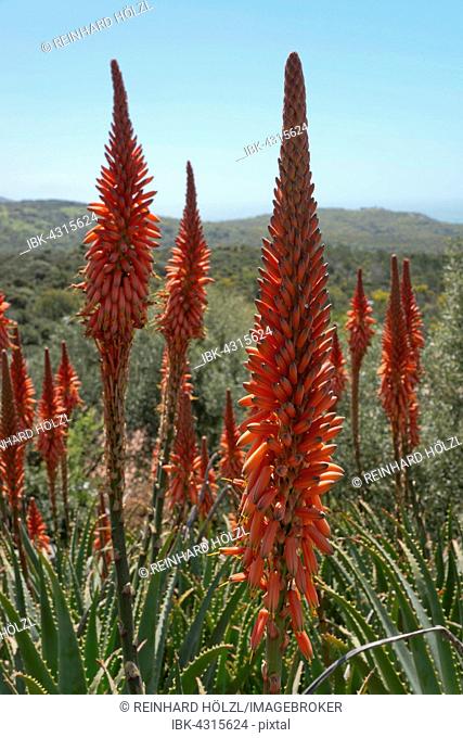 Krantz aloe (Aloe arbosescens), Sardinia, Italy
