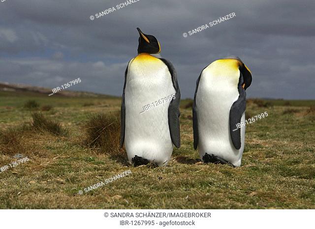 King Penguins (Aptenodytes patagonicus) at Volunteer Point, Falkland Islands