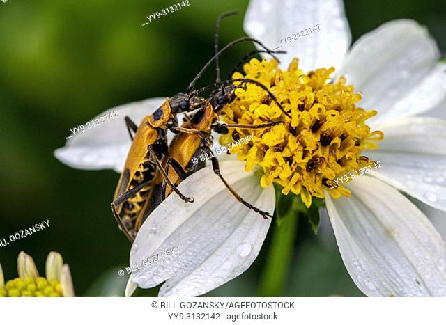 Goldenrod soldier beetles or Pennsylvania leatherwing beetles mating (Chauliognathus pensylvanicus) - North Carolina Arboretum, Asheville, North Carolina, USA