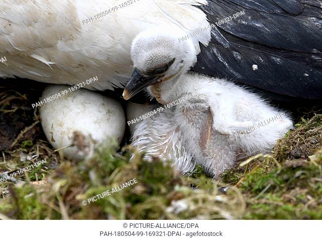 04 May 2018, Germany, Grossenaspe: A stork baby that hatched only a couple of hours ago now rests inside its enclosure in the wildlife park Eekholt