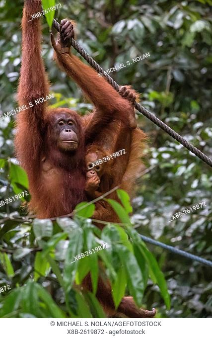 Mother and infant Bornean orangutan, Pongo pygmaeus, Semenggoh Rehabilitation Center, Sarawak, Borneo, Malaysia